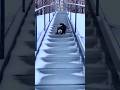 Husky vs. Ice: INSTANT REGRET! ❄️💀 #dog #funnyanimals