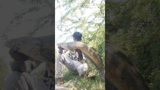 #star fishing 72#lokana #fishing big snake cat 7kg