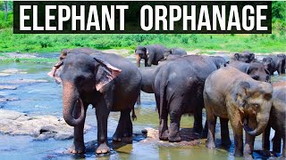 Pinnawala Elephant Orphanage for FREE !   Sri Lanka Vlog10
