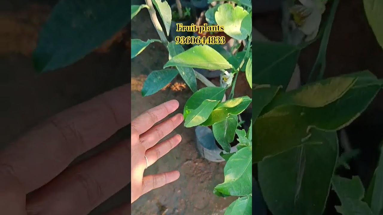 பழங்களுடன் செடிகள் இப்பொழுது கிடைக்கும்