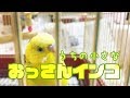 飼い主がおっさんだとすぐ解る動画、おしゃべりセキセイインコすず