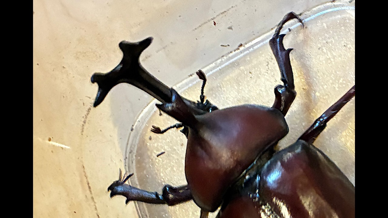 カブトムシ♂ (2026年07月07日) | A Male Japanese Rhinoceros Beetle