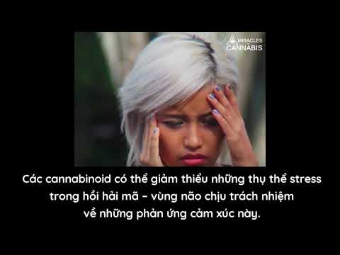 Video: Lợi ích Của Dầu Cần Sa