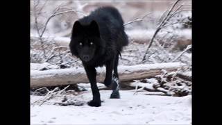 Howling Wolves   Halloween and Scary Sound