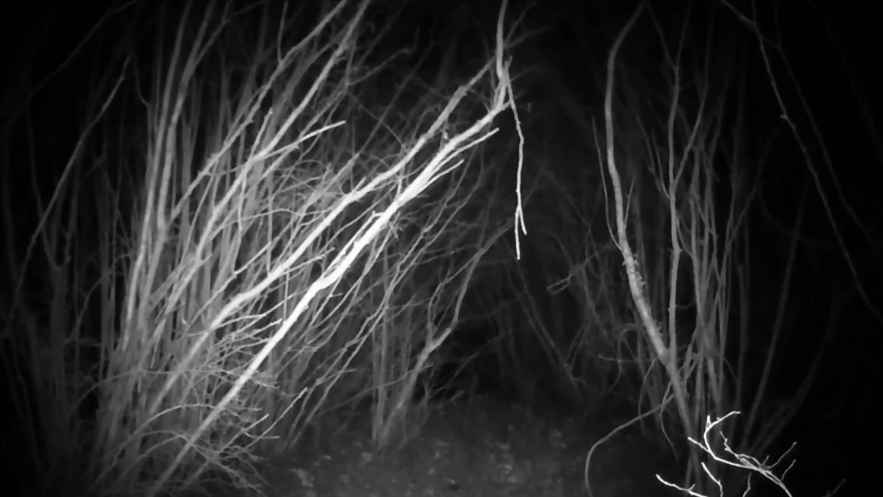 20 Schockierende Camping Aufnahmen