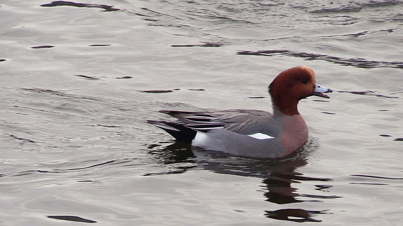 Eurasian Wigeon - Brunnakke (Anas penelope) 