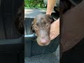 Calvin the Chocolate Lab sad about his first bath
