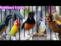 Masteran Kombinasi Tembakan Cililin Ciblek Kenari Lovebird Tengkek Buto Mp3 - Mp4 Download