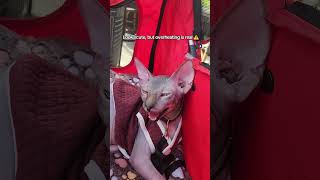15 Sphynx life: no fur, still overheating 🥲 #sphynxcat