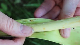 Using Willow Branches 1: Harvesting and Preparation