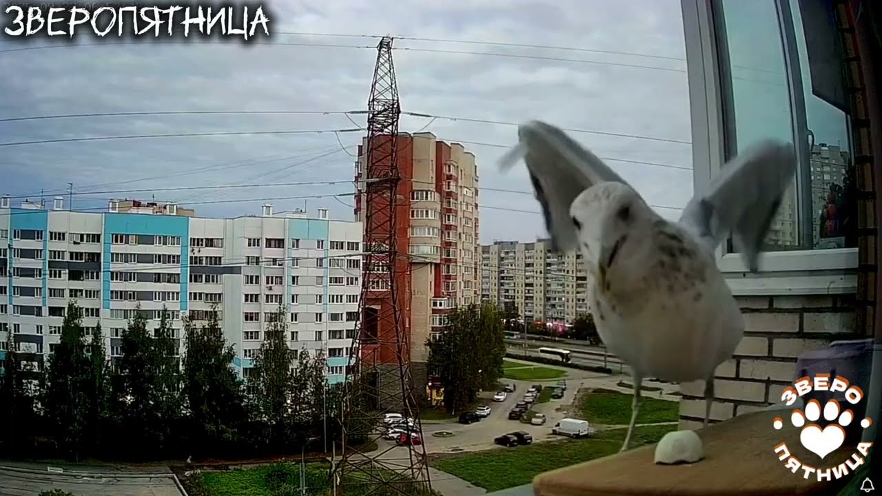 My pet seagull Clarice: If you want to sleep longer, set the table in advance. 