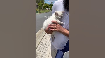 Picking Up Our New #Ragdoll #Cat