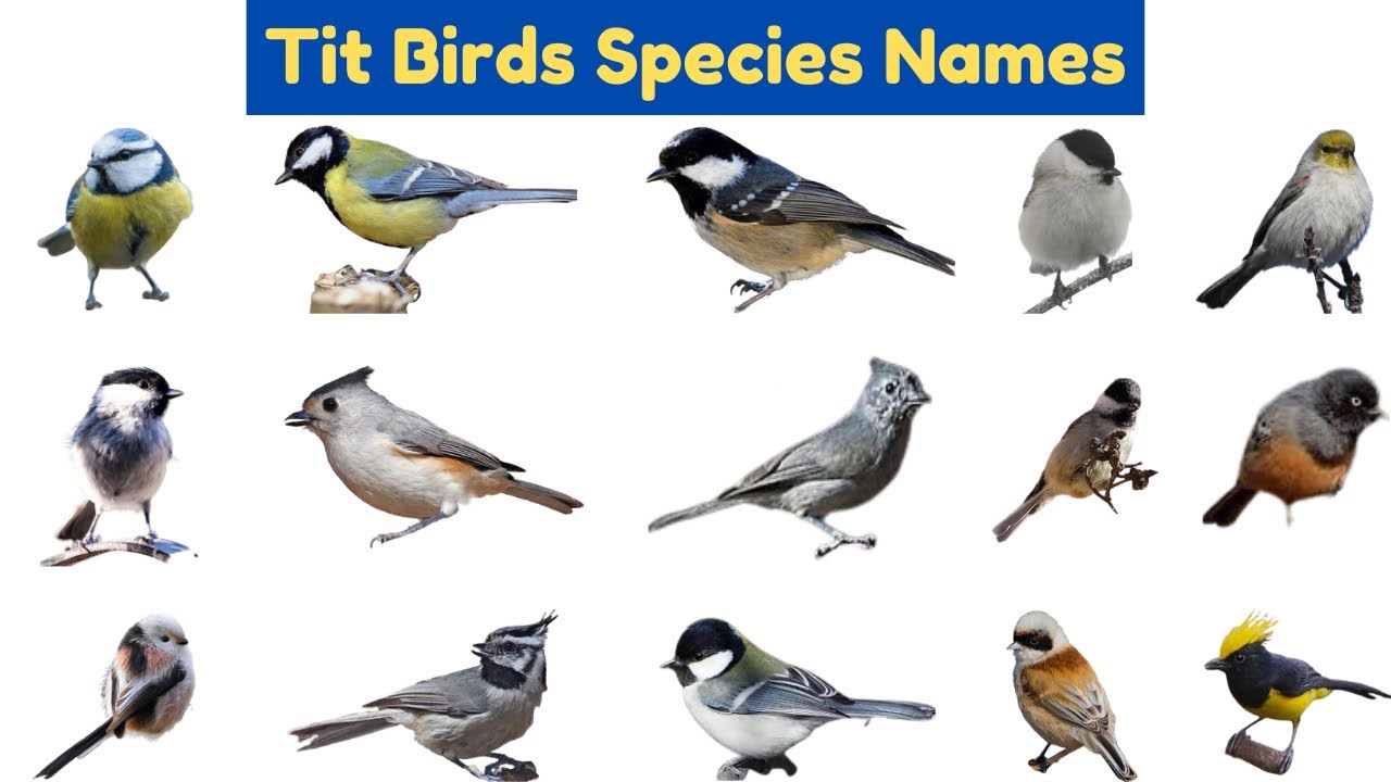 Types Of Tit Birds | Tit Birds Names In English With Pictures | Birds For  Kids #birds #education, image size:1280x720