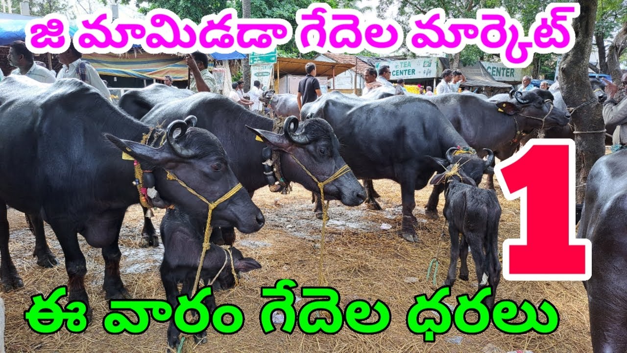 G MAMIDADA BUFFALOES MARKET 1 8 2023 జి మామిడడా గేదెల సంత MURRA BUFFALOS