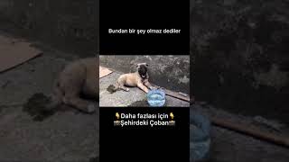 Boşuna Besleme Dedi̇ler Kangalın İnanılmaz Gelişimi