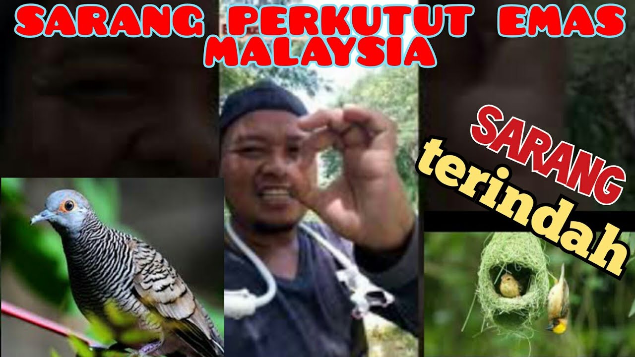 mencari sarang burung perkutut 