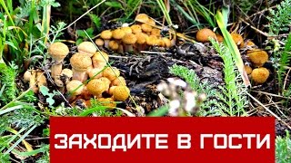ПРОГУЛКА ПО ЛЕСУ / СБОР ГРИБОВ  ЧАСТЬ 1 /  Walking / Mushrooming