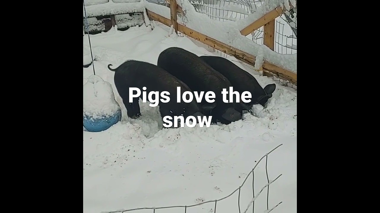 raising pigs in NH in the winter - easy peasy