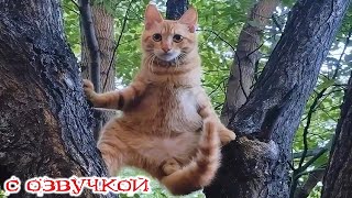 видео: Приколы с котами! С ОЗВУЧКОЙ! Смешные коты! САМЫЕ СМЕШНЫЕ ЖИВОТНЫЕ! РЖАКА! картинка: Приколы с котами! С ОЗВУЧКОЙ! Смешные коты! САМЫЕ СМЕШНЫЕ ЖИВОТНЫЕ! РЖАКА!