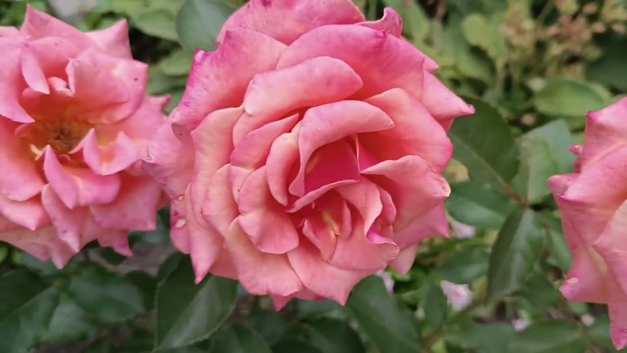 Несправжня борошниста роса на трояндах.