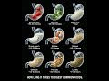 How Long Does Food Take to Digest? | Food Digestion Time Chart #food #healthyfood #facts #cooking