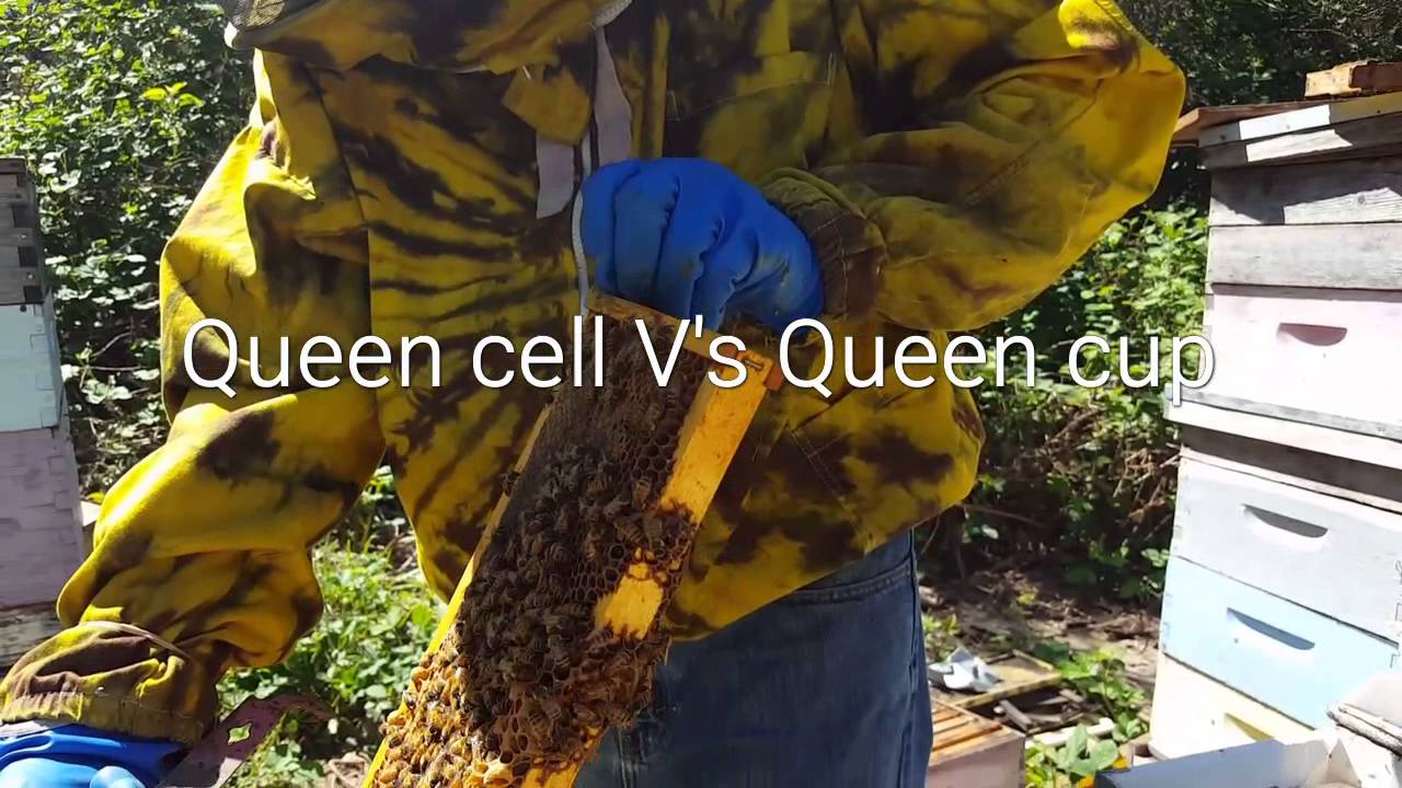 Queen cell v's queen cup YouTube