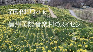 信州国際音楽村のスイセン