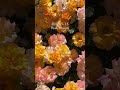 🌹京成バラ園|満開のバラ 2026.5.13 Keisei Rose Garden #Shorts