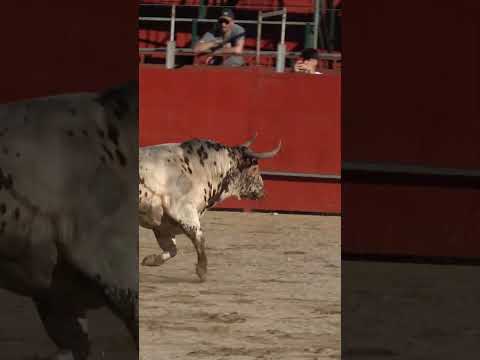 EL TORO LOS PONE EN APUROS CON SU SALIDA