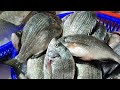 Taiwan seafood auction live