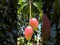 #mangoseason 