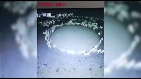 Sheeps Walking in Circle for 12Days Straight