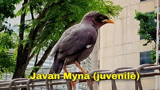 Juvenile Javan Myna (Jalak Kebo) - Raw footage shot with Xiaomi POCO X3 NFC camera #shorts #birds