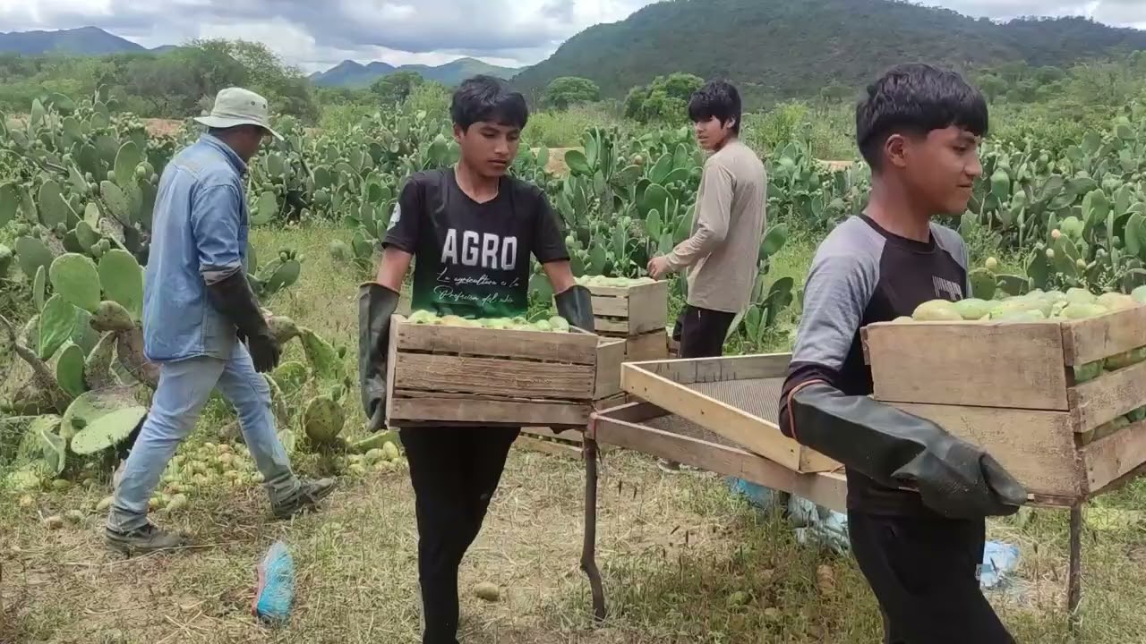 Cosecha de tuna documental
