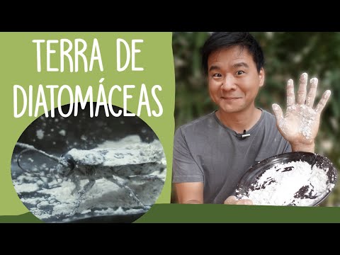 Vídeo: Como a terra diatomácea mata as formigas?