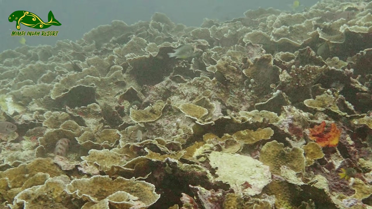 Mimpi Indah resort housereef - Endless hardcoral