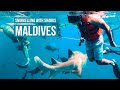 SNORKELLING WITH SHARKS - Maldives Excursion, Corel Garden, Dolphins, Sandbank | Maafushi Day 3