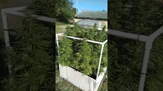 White Widow  2022 Vermont Outdoor #ilgm