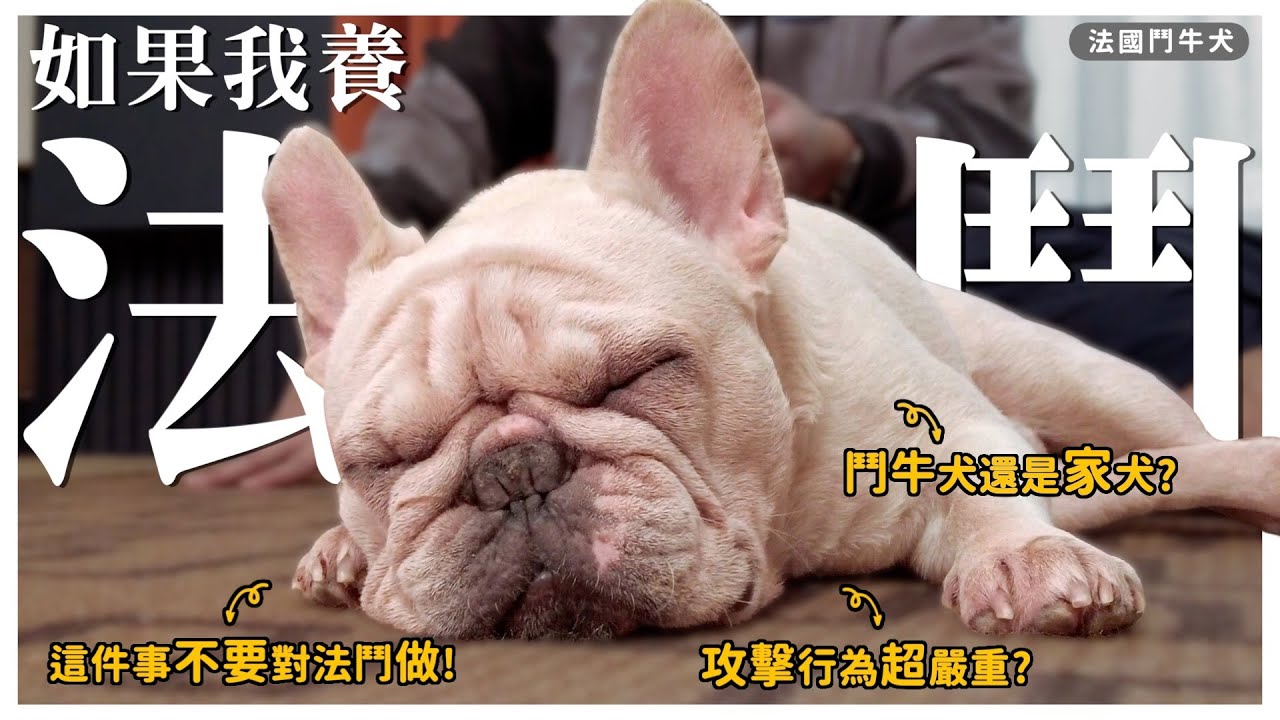 哪尼！法國鬥牛犬不是來自法國！？ft.法鬥包子的弟弟菜包｜熊爸估狗