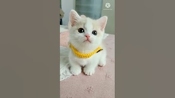 Khoảnh khắc đáng yêu xứng đáng triệu view của thú cưng ( p112 ) #shorts