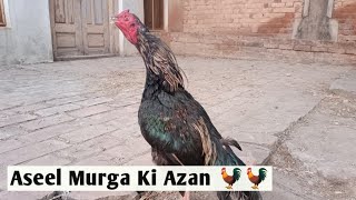 Aseel Murga Ki Azan  || Aseel Paradise