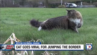 Cat goes viral for regularly crossing over US-Canada border Cat Keeps Crossing The U S Canada Border