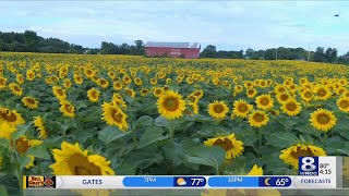 Frederick Farms' fields of gold — August 13, 2019