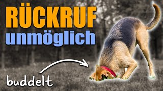 Hund hört nicht, wenn er buddelt - DAS ist die Ursache! by Hundeschule Stadtfelle 8,973 views 5 months ago 7 minutes, 10 seconds