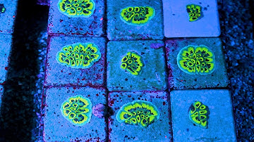 Stock Spotlight: ECC Slightly Sinister Favia Frag