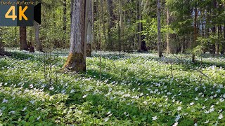 Многоголосый щебет птиц Весенние первоцветы Живая природа 4К