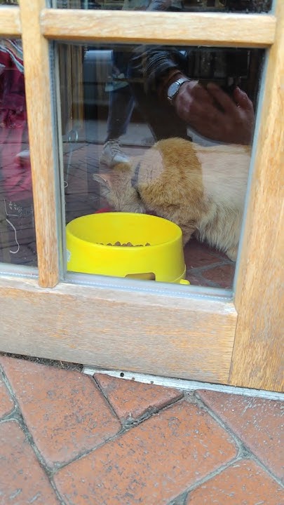 homeless-red-cat-eats-in-a-restaurant-youtube