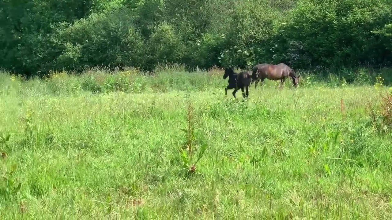 Balade champêtre improvisation