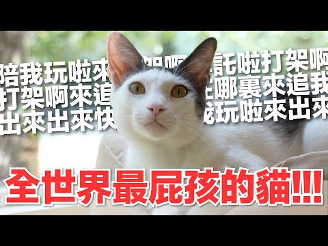 【好味小姐】全世界最屁孩的貓！｜好味貓日常174