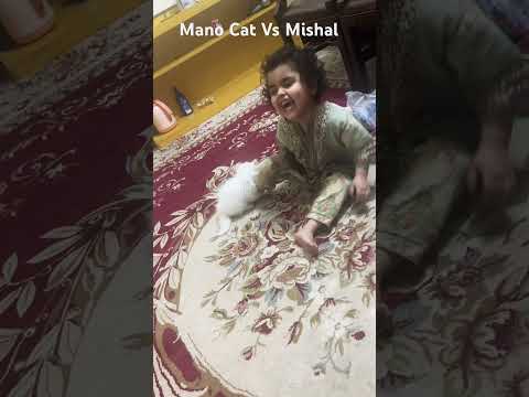Mano Cat Funny Fight  With Mishal Kid